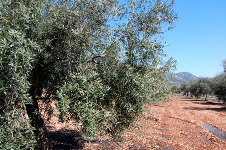 monterrubio_de_la_serena